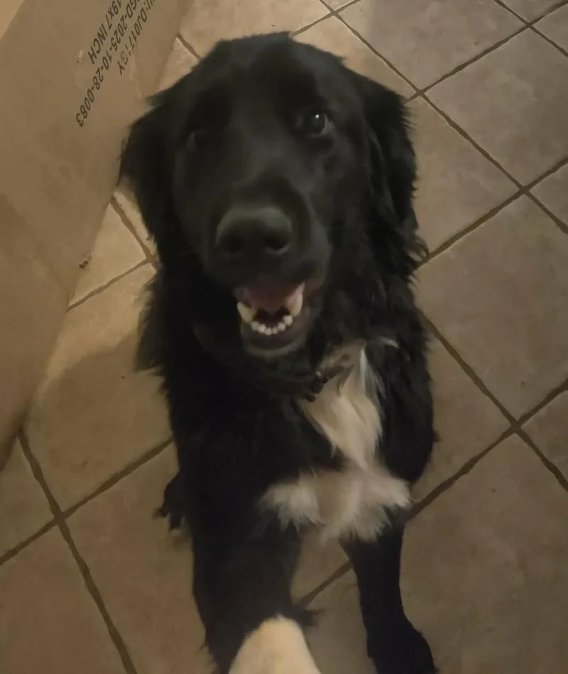 Shadow Felix thumbnail 3