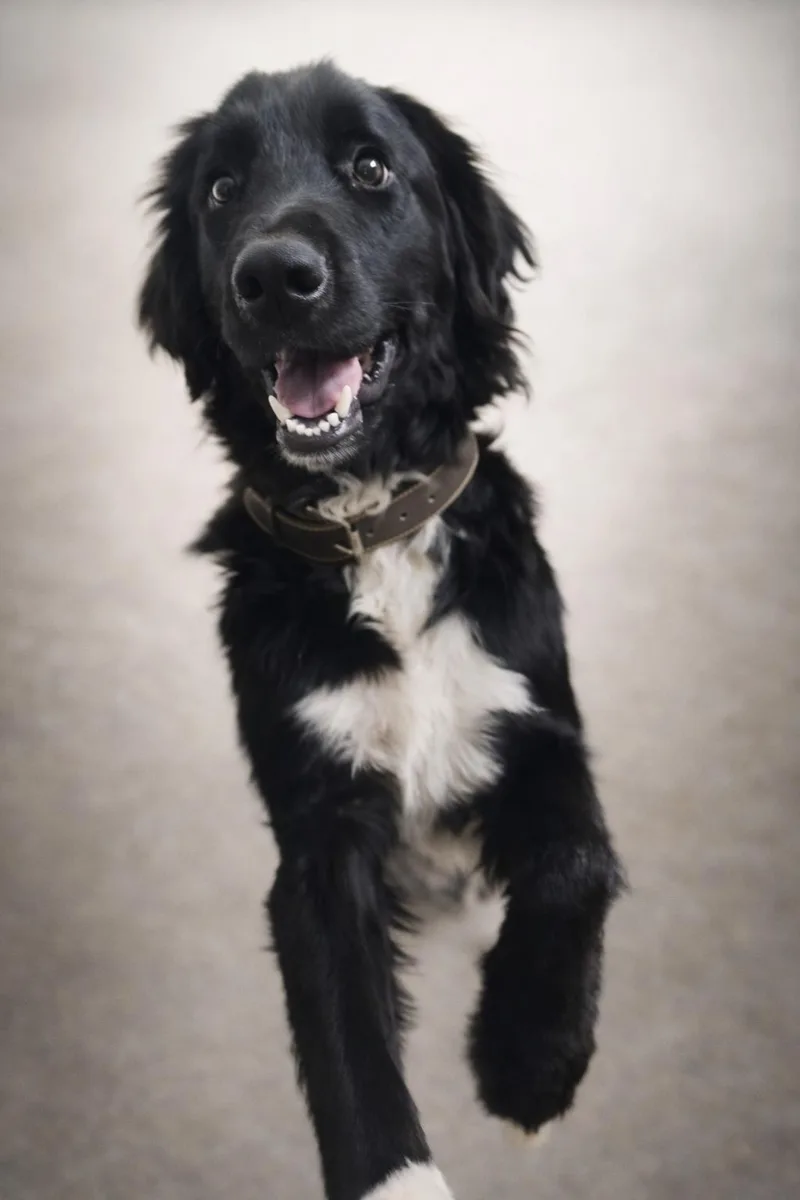 Shadow Felix thumbnail 6