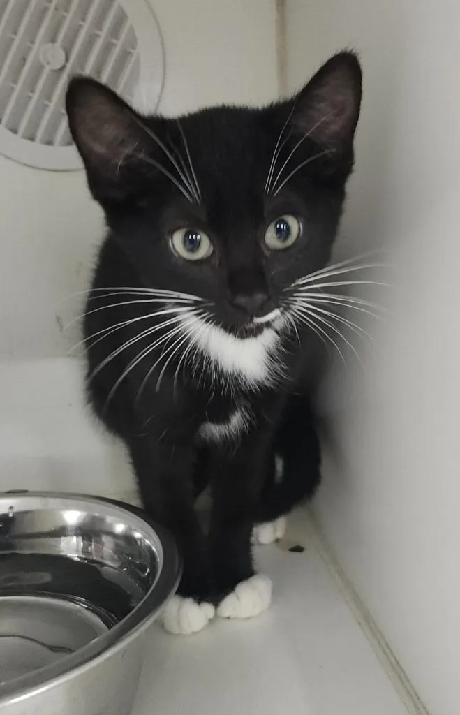 A baby small-sized female Domestic Short Hair cat named Torta for adoption in Sapulpa, OK
