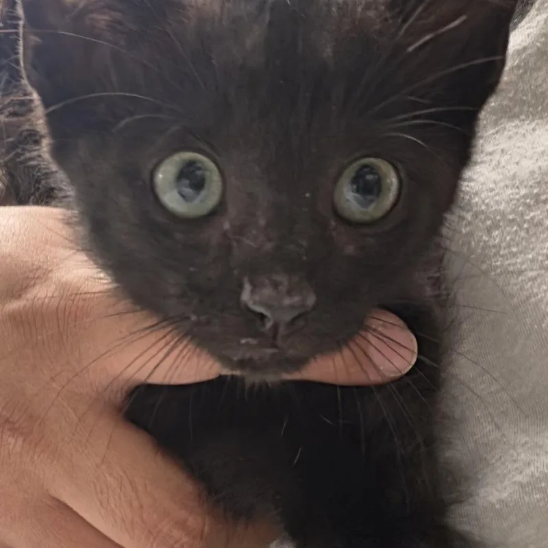 A baby small-sized male Black Domestic Short Hair cat named Kody for adoption in Leander, TX