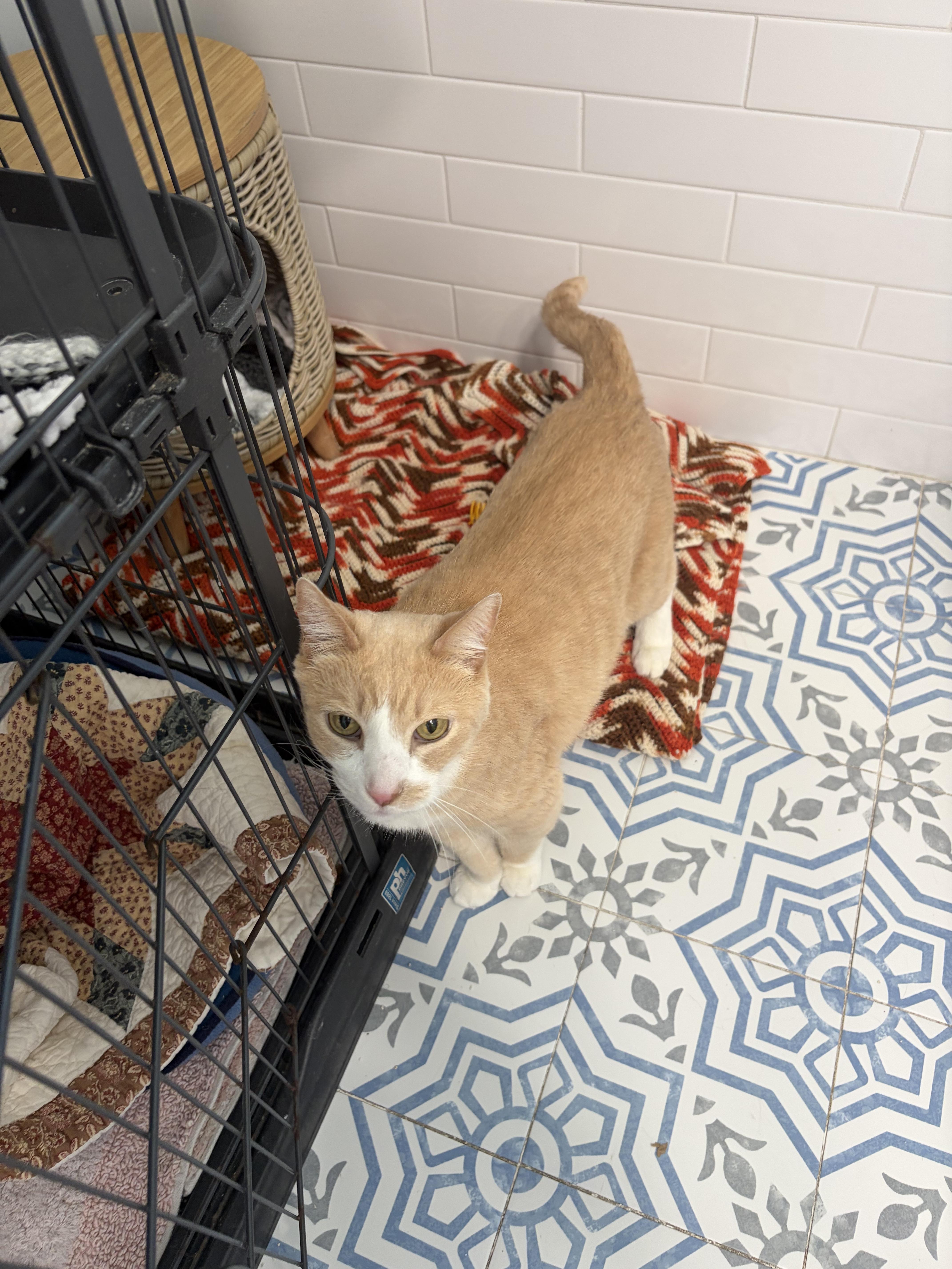 A senior extra large-sized male Domestic Short Hair cat named Fridolph for adoption in St Petersburg, FL
