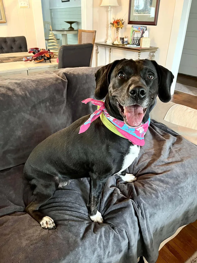 A young medium-sized female Black Labrador Retriever dog named Aries for adoption in Gulfport, MS