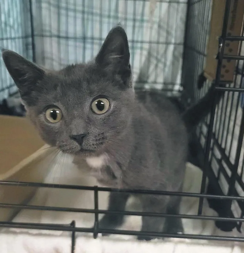 A baby medium-sized male Gray / Blue / Silver Domestic Short Hair cat named Beaker for adoption in Plover, WI
