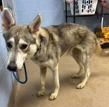 An adult large-sized female Mixed Breed dog named Tindra for adoption in Chamblee, GA