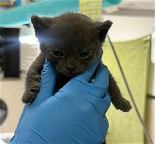 A baby small-sized male Domestic Short Hair cat named Oakley for adoption in Riverside, CA