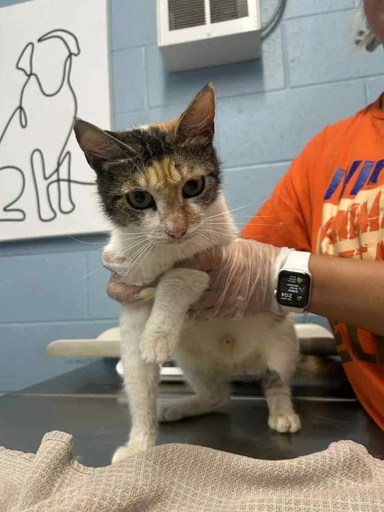 An adult small-sized female Domestic Short Hair cat named Lenora for adoption in Evansville, IN