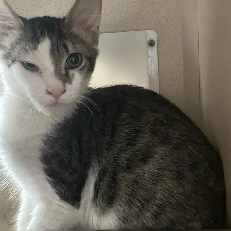 A baby small-sized male Brown / Chocolate Domestic Medium Hair cat named Radar for adoption in Gloucester, VA