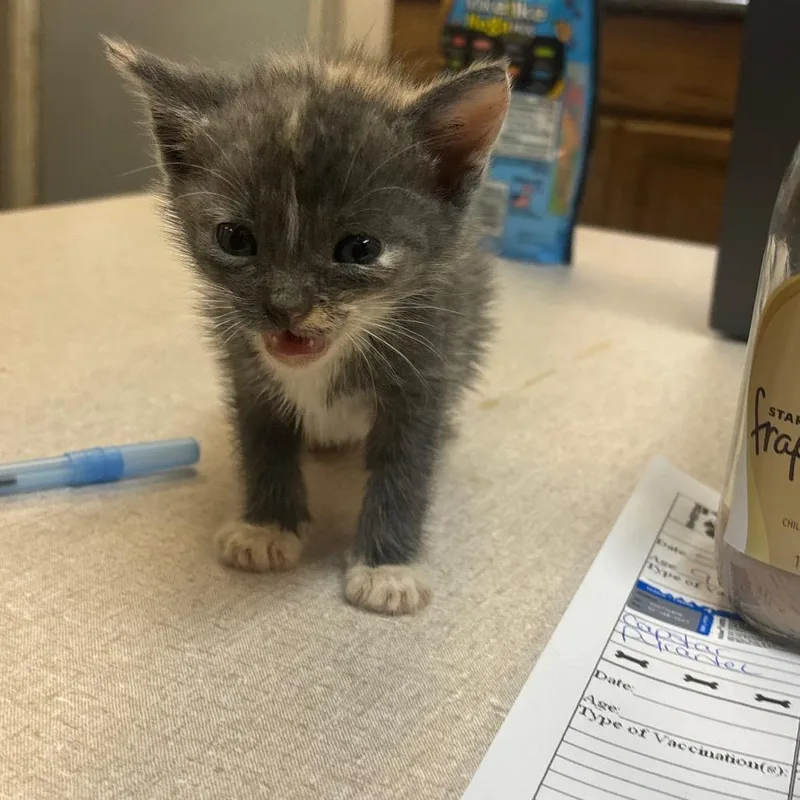 A baby small-sized female Calico Domestic Short Hair cat named Baseball for adoption in Hinesville, GA