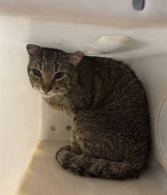 An adult medium-sized male Domestic Short Hair cat named Gramps for adoption in Albuquerque, NM