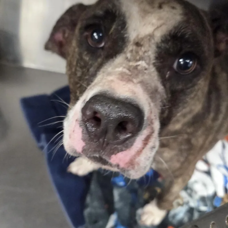 An adult large-sized male Brindle Terrier dog named Ram for adoption in St. Louis, MO