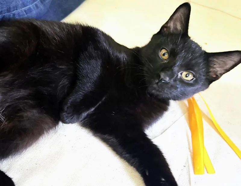 A baby medium-sized male Black Domestic Short Hair cat named Jet for adoption in Leesburg, VA