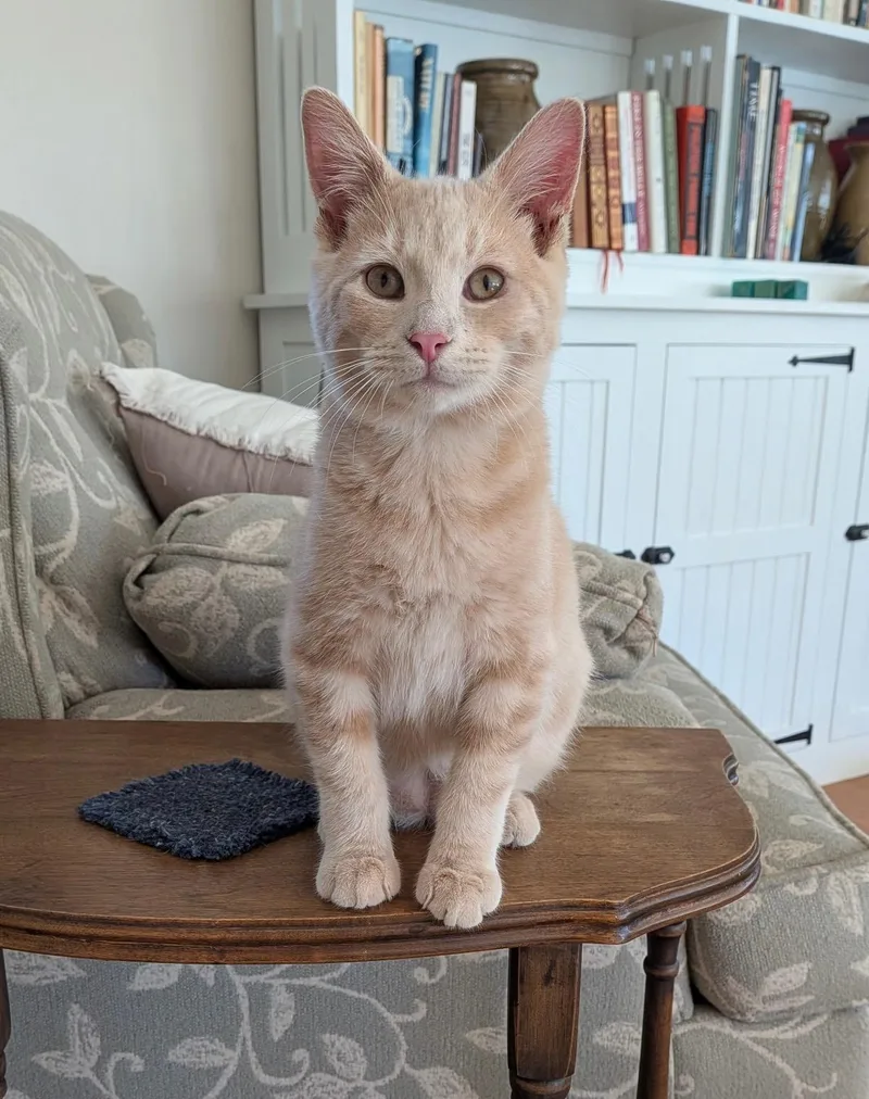 A young medium-sized male Buff & White Tiger cat named Nutmeg for adoption in Honeoye, NY