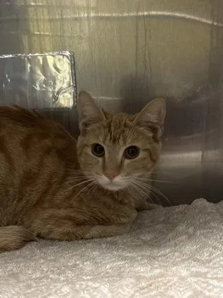 An adult small-sized female Domestic Short Hair cat named Mitski for adoption in Fresno, CA