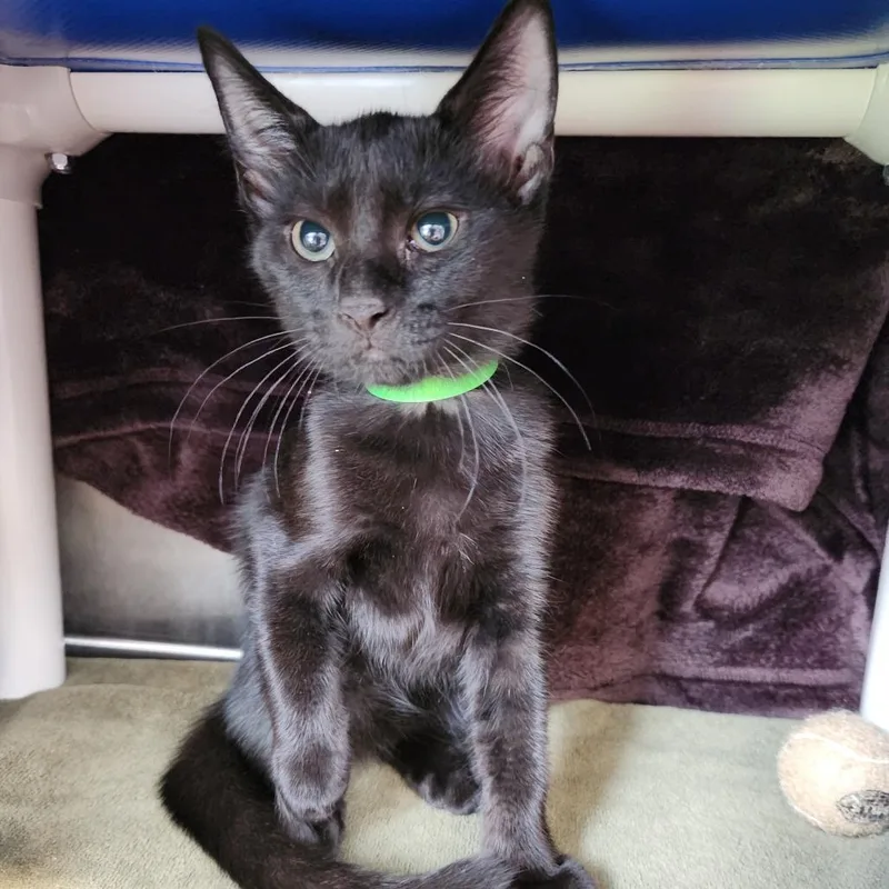 A baby small-sized male Black American Shorthair cat named Turkey for adoption in Fort Wayne, IN