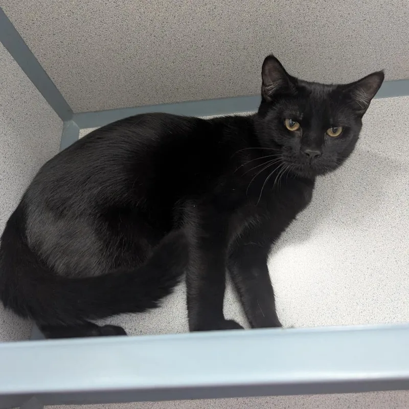 A baby medium-sized male Domestic Short Hair cat named Joel for adoption in Evansville, IN
