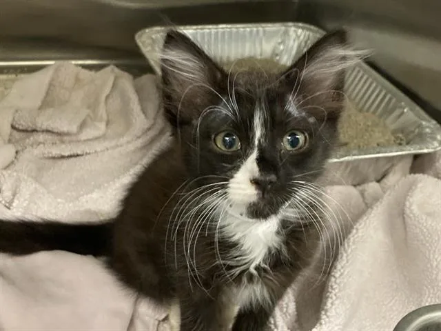 A baby small-sized male Domestic Short Hair cat named Scoots for adoption in Tustin, CA