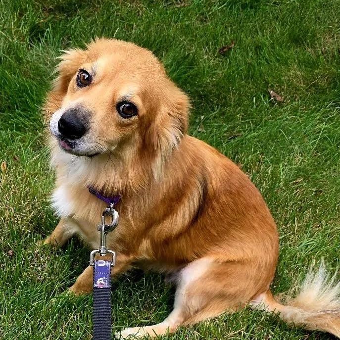 A young small-sized male Yellow / Tan / Blond / Fawn Australian Shepherd dog named Cane for adoption in South Elgin, IL
