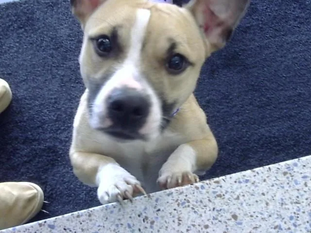 A young small-sized male Pit Bull Terrier dog named Nemo for adoption in Toledo, OH