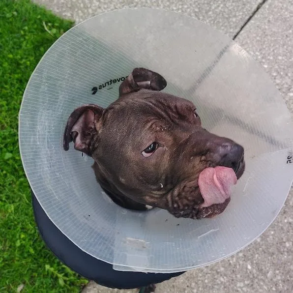 A young large-sized male Brown / Chocolate Mixed Breed dog named Hamburger for adoption in Oak Park, IL