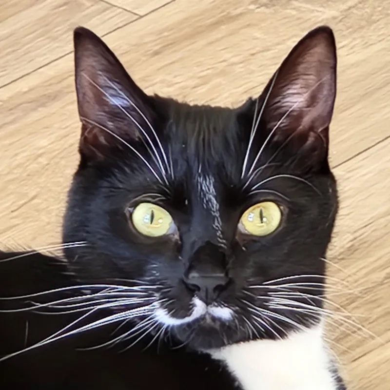 An adult large-sized male Black & White / Tuxedo Domestic Short Hair cat named Max for adoption in Anacortes, WA