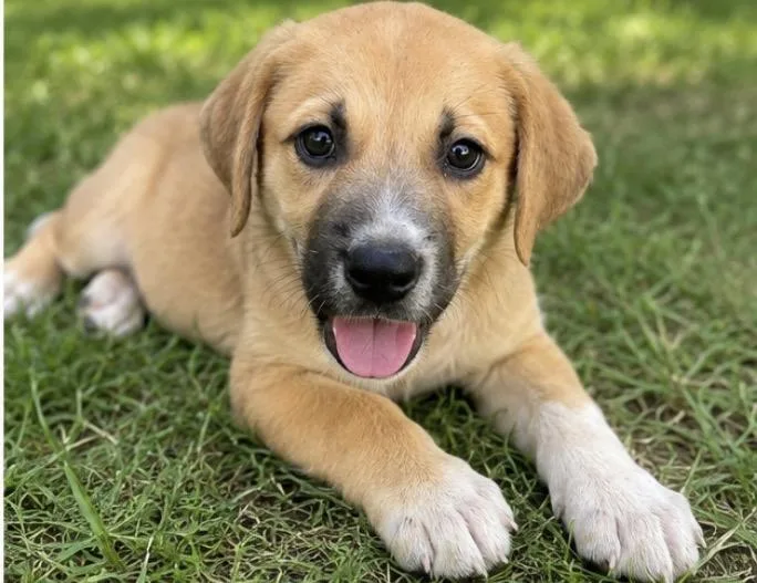 A baby large-sized female Labrador Retriever dog named Biscuit for adoption in Kiln, MS