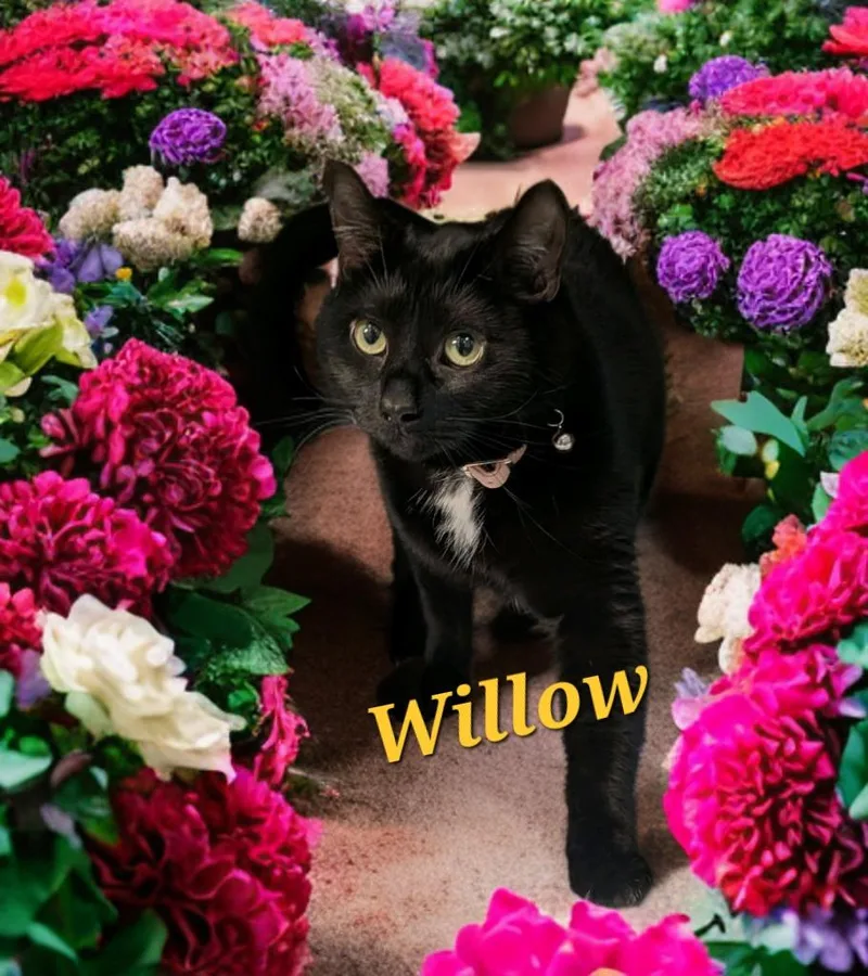 A young medium-sized female Domestic Short Hair cat named Willow for adoption in Jim Thorpe, PA