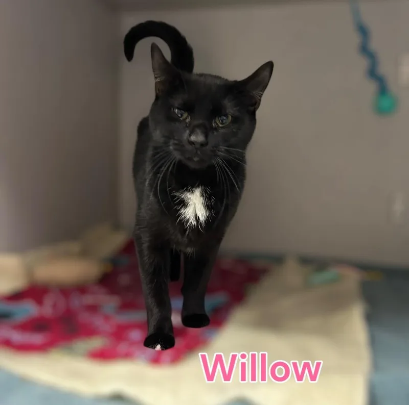 Willow thumbnail 2