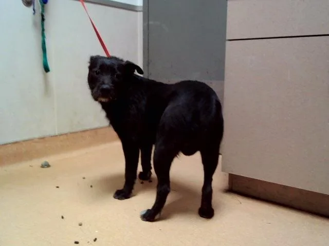 A young medium-sized male Pit Bull Terrier dog named Droopy for adoption in Martinez, CA