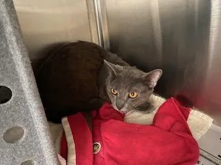 An adult medium-sized male Domestic Short Hair cat named Aaron Working Cat for adoption in Fairfax, VA