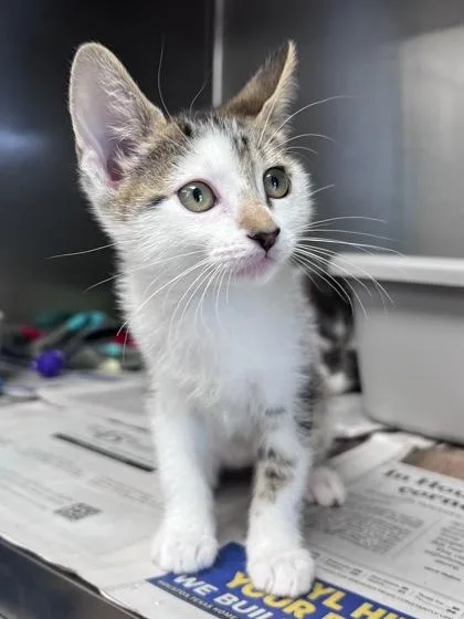 A baby small-sized male Domestic Short Hair cat named Mad Hatter for adoption in Houston, TX