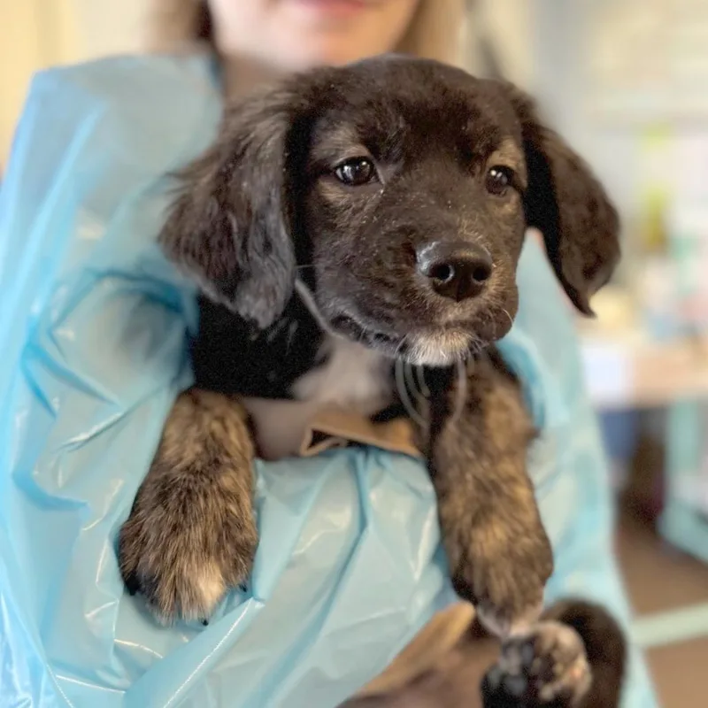 A baby medium-sized female Black Mixed Breed dog named Lake for adoption in Hendersonville, NC