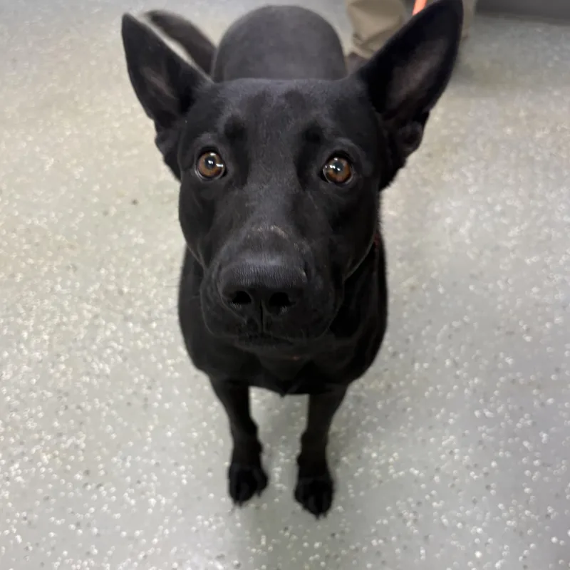 A young large-sized male Black Belgian Shepherd / Malinois dog named Edward for adoption in Bardstown, KY