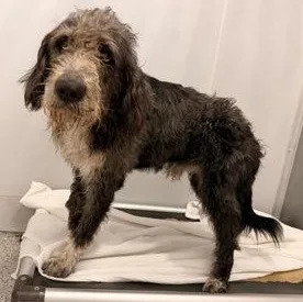 An adult large-sized male Gray / Blue / Silver Old English Sheepdog dog named Yogi for adoption in Converse, TX