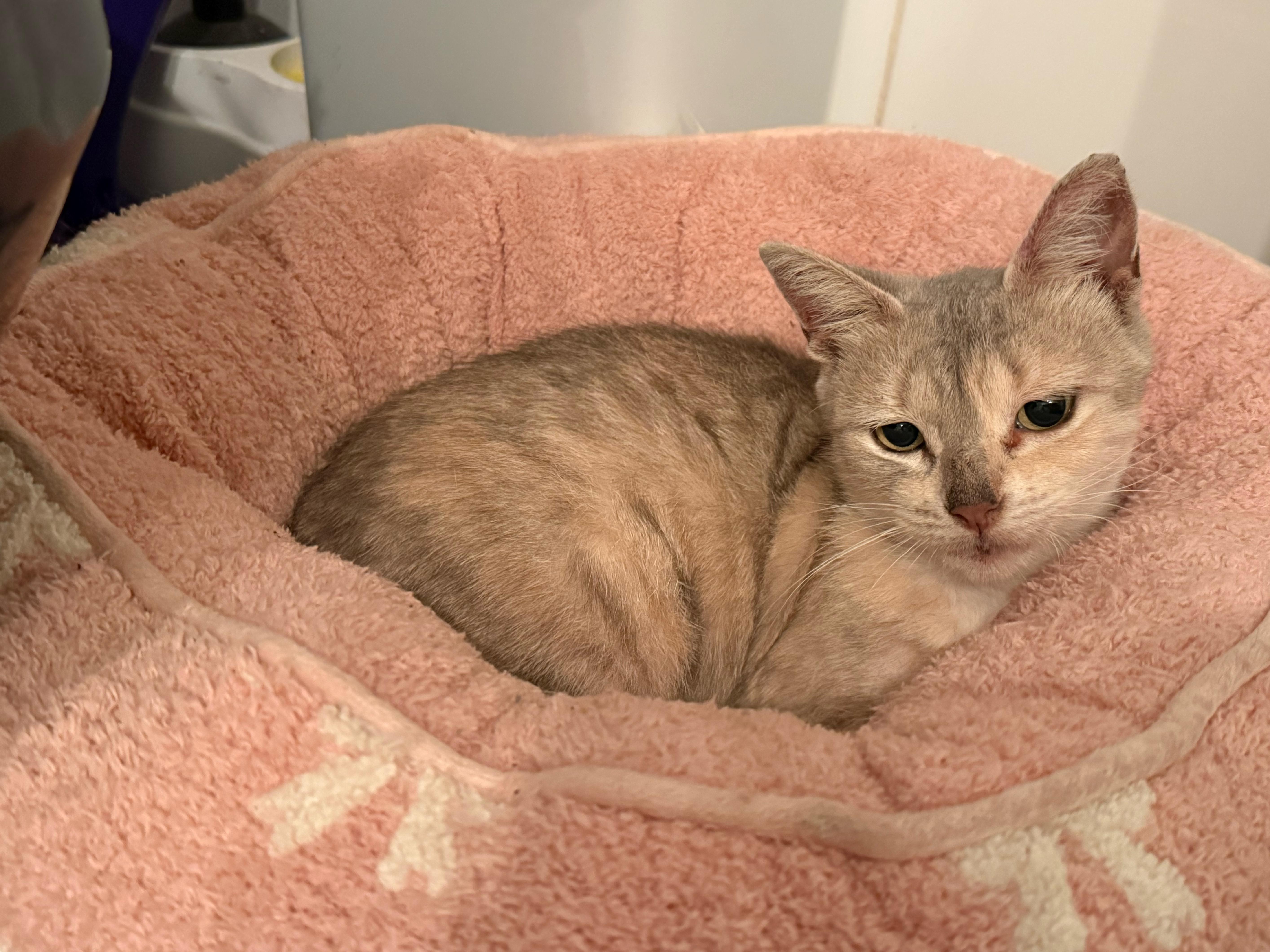 An adult medium-sized female Dilute Calico Domestic Short Hair cat named Vishi for adoption in Lauderhill, FL