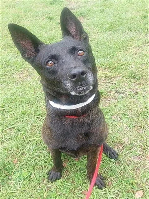 An adult large-sized male Dutch Shepherd dog named Batman for adoption in Fort Lauderdale, FL