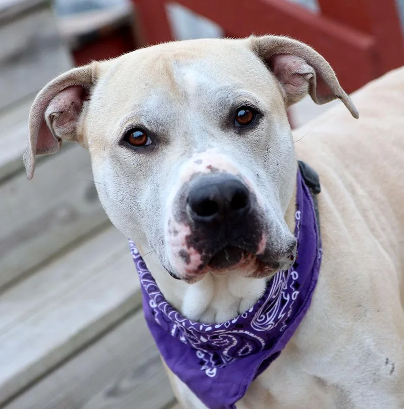 An adult large-sized male White / Cream American Bulldog dog named Larry for adoption in Kansas City, KS