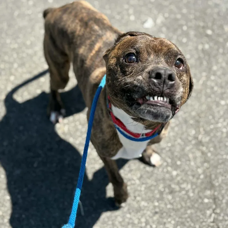 An adult medium-sized male Brindle Pit Bull Terrier dog named Jax for adoption in Concord, NC