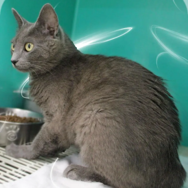 A young medium-sized female Gray / Blue / Silver Domestic Short Hair cat named Stormy for adoption in Amelia, OH