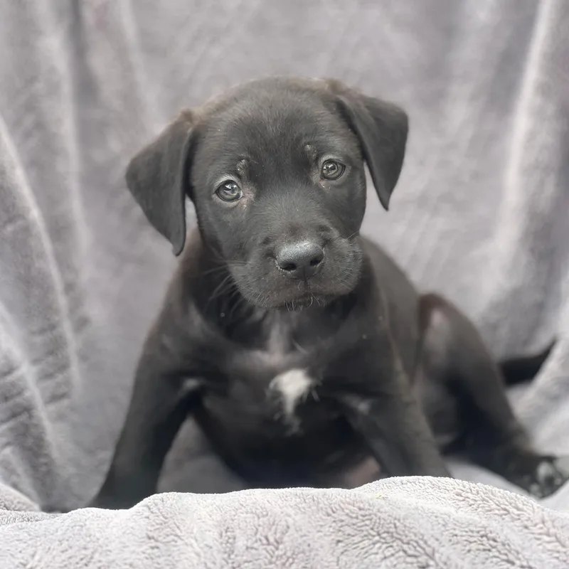 A baby large-sized male Shepherd dog named Dakota Pup  Plains for adoption in San Diego, CA