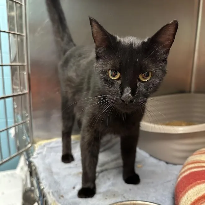 An adult medium-sized female Black American Shorthair cat named Storm for adoption in Oak Ridge, TN