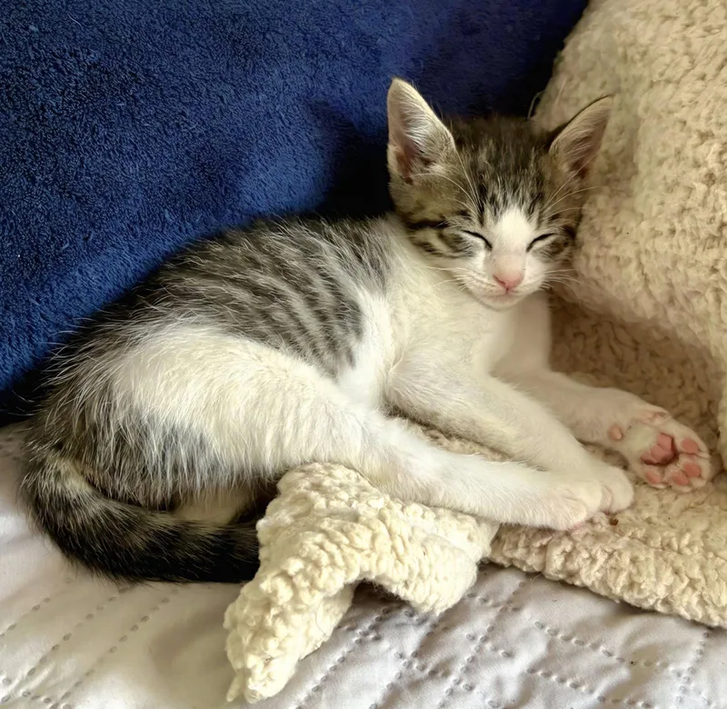 A baby medium-sized female Tabby cat named Lena for adoption in Campbell, CA