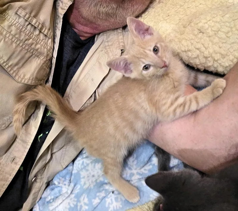 A baby small-sized male Tabby (Buff / Tan / Fawn) Domestic Short Hair cat named Philly Purcell for adoption in Morrison, CO