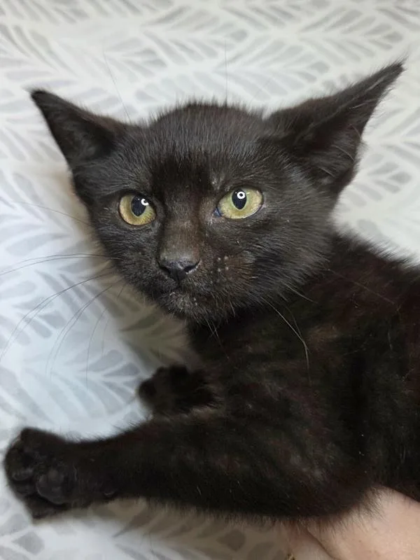 A baby small-sized female Domestic Short Hair cat named Fruit Splash for adoption in Millersville, MD