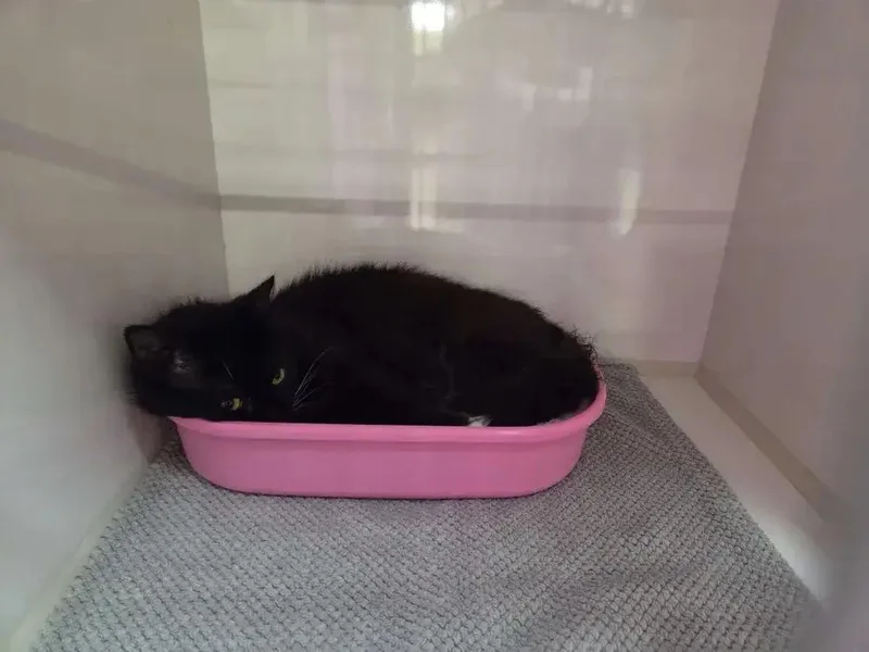 An adult medium-sized male Black Domestic Long Hair cat named Wasabi for adoption in Grand Rapids, MI