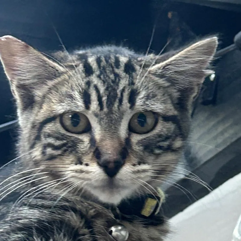 A baby small-sized male Brown / Chocolate Domestic Short Hair cat named Leo for adoption in Veneta, OR