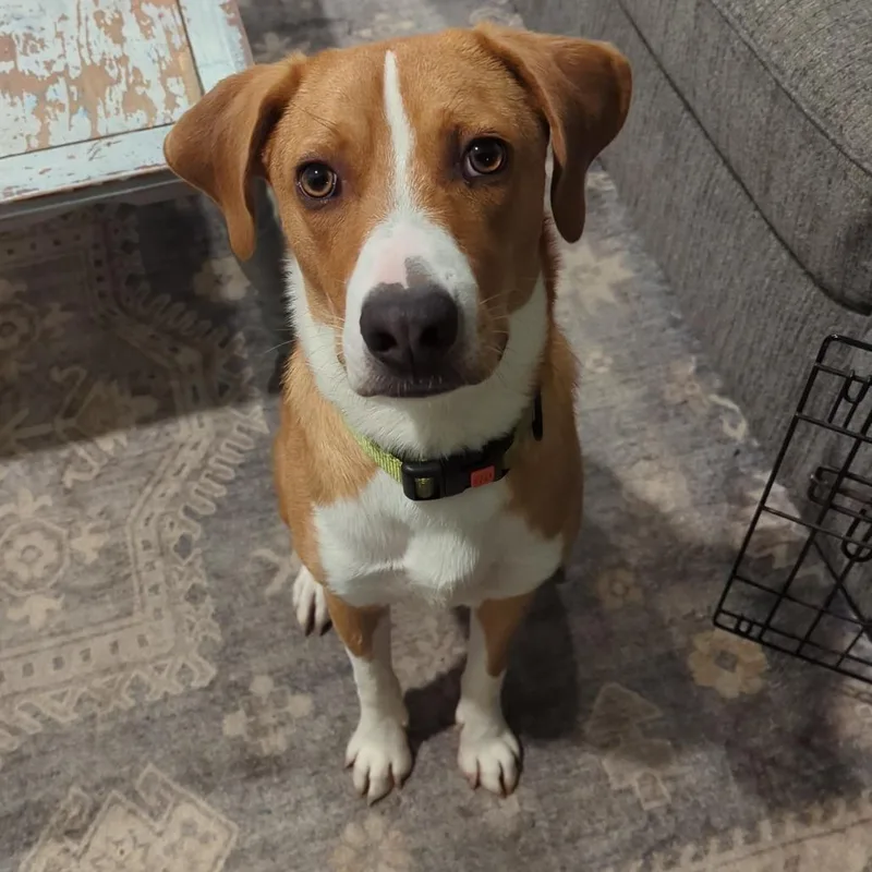 A young medium-sized male Black Beagle dog named Mushroom for adoption in Lynchburg, VA