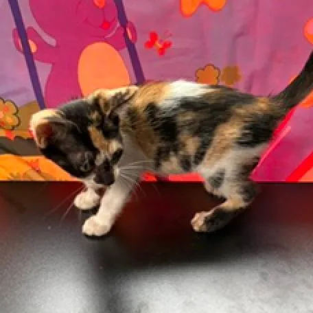 A baby small-sized female Calico Domestic Short Hair cat named Cali for adoption in League City, TX