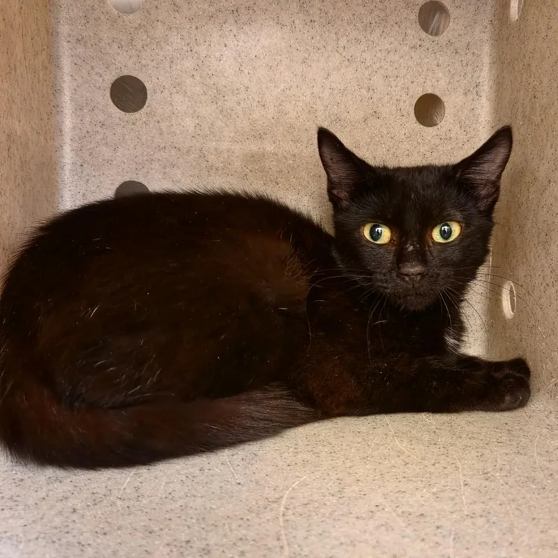A young small-sized female Black Domestic Short Hair cat named Twinkle Toes for adoption in Asheville, NC