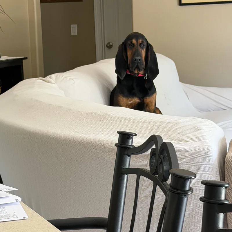 An adult large-sized female Bicolor Bloodhound dog named Lucy for adoption in Port Saint Lucie, FL