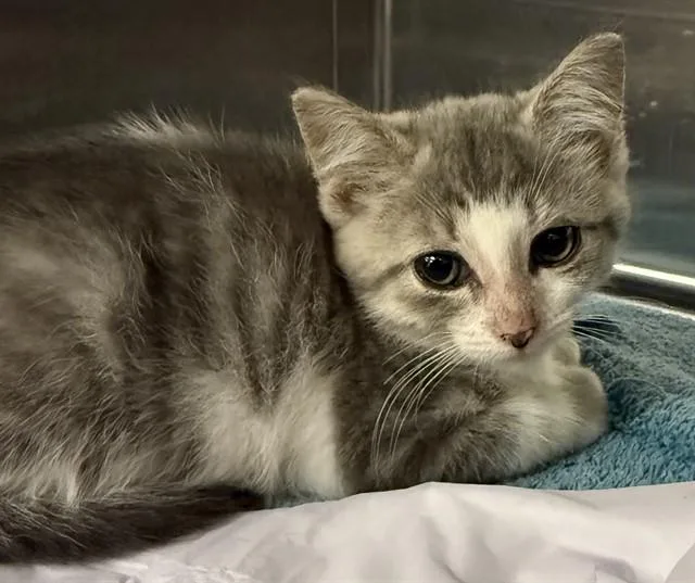 A baby small-sized male Domestic Short Hair cat named Binx for adoption in Aliquippa, PA